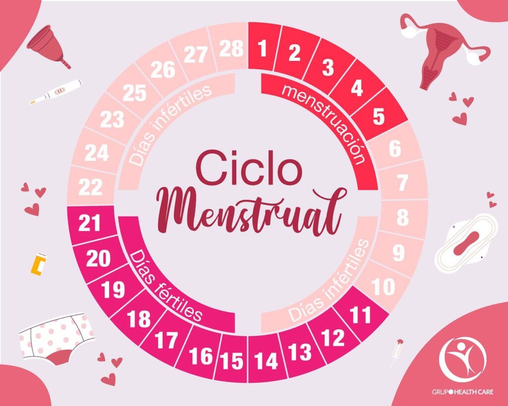 Infografía ciclo menstrual