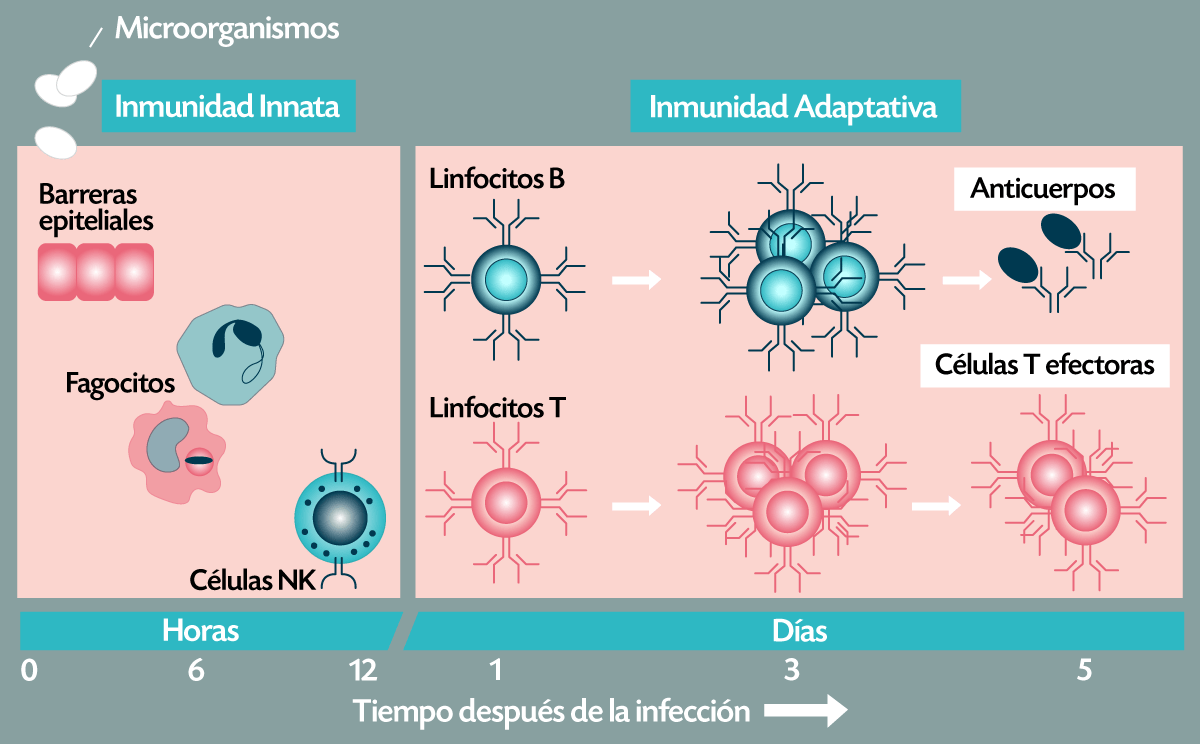 Figura 1. Tipos de inmunidad y sus principales componentes. 