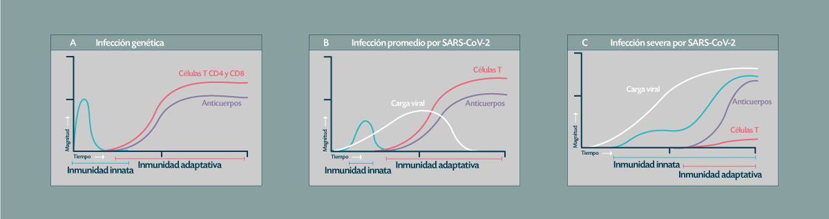 Figura 4. Ejemplos de acción de los tipos de inmunidad respecto a gravedad de infección por SARS-CoV-2