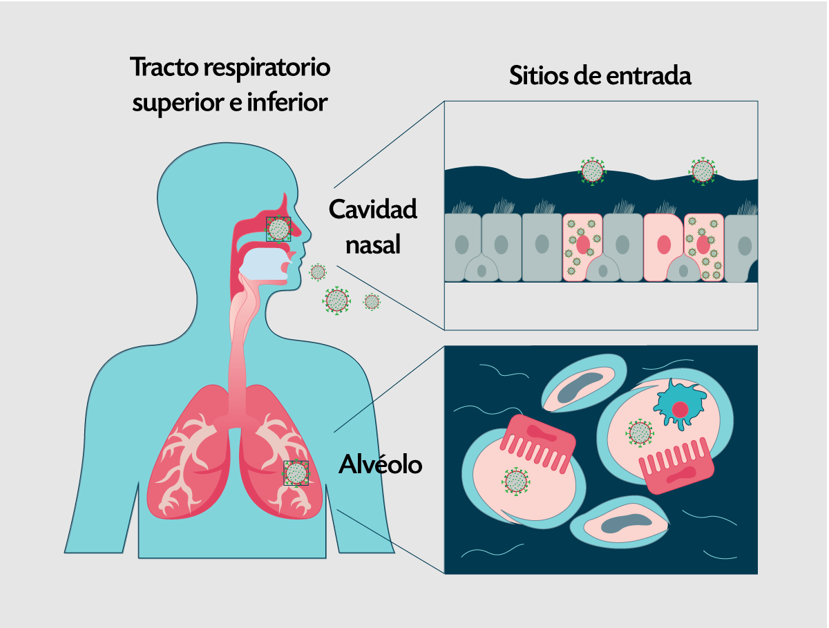 Figura 5. Mecanismo de entrada del virus SAR-CoV-2 a través de la cavidad nasal al tracto respiratorio 