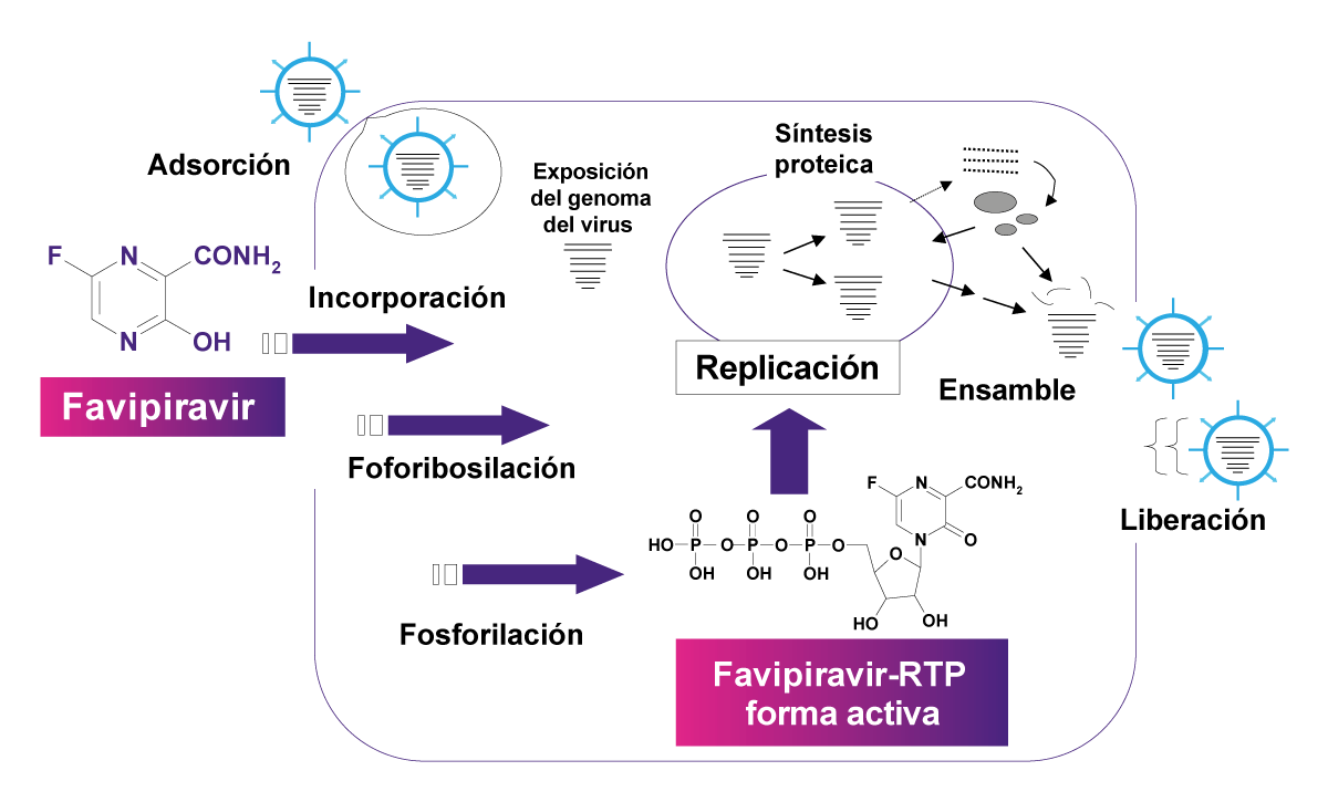 Figura 2. Mecanismo de reacción de Favipiravir 