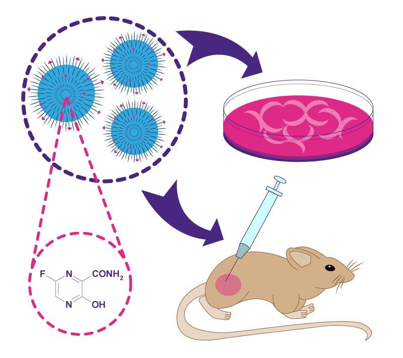 Figura 3. Ejemplificación de modelo in vivo e in vitro