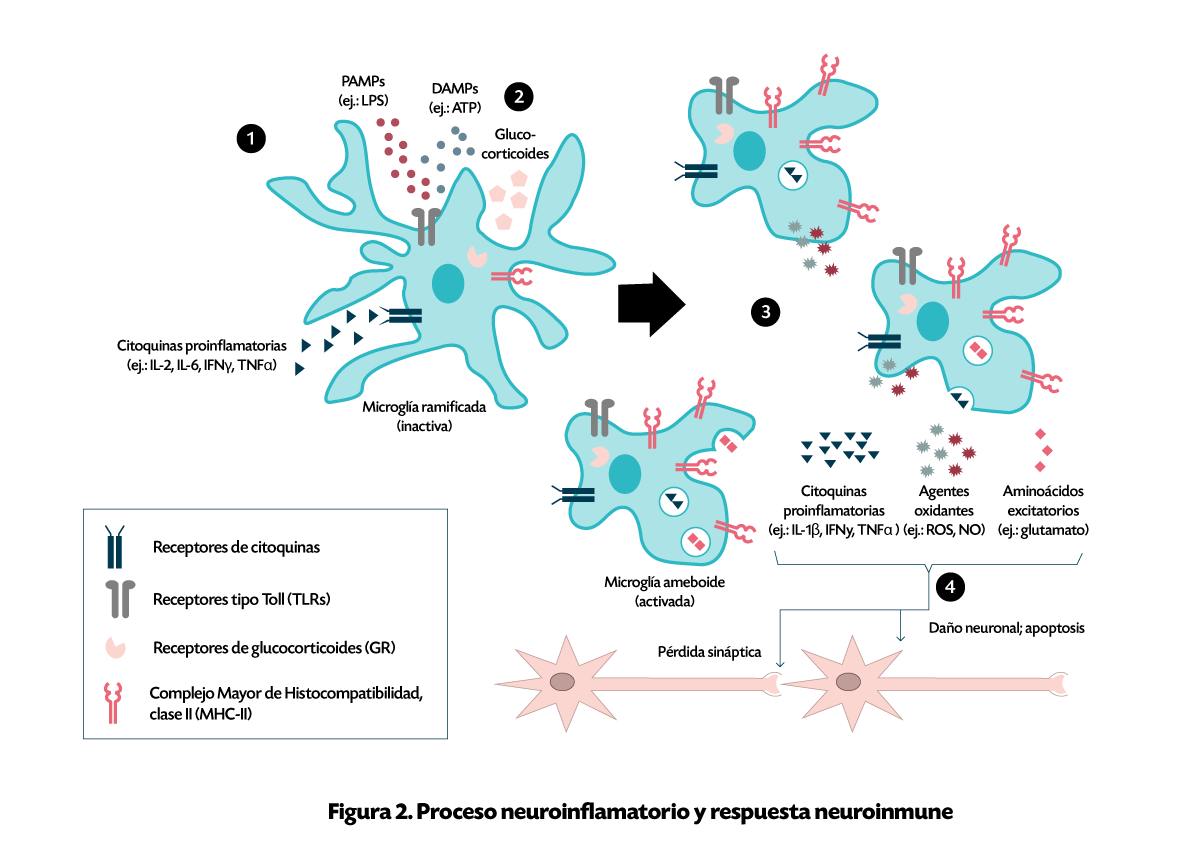 Inflamación Asociada al EVC hemorrágico