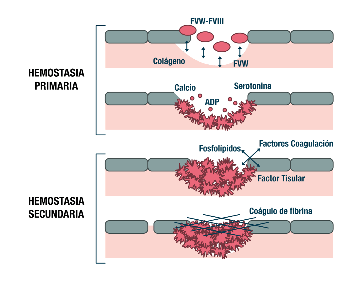 Homeostasia primaria y secundaria