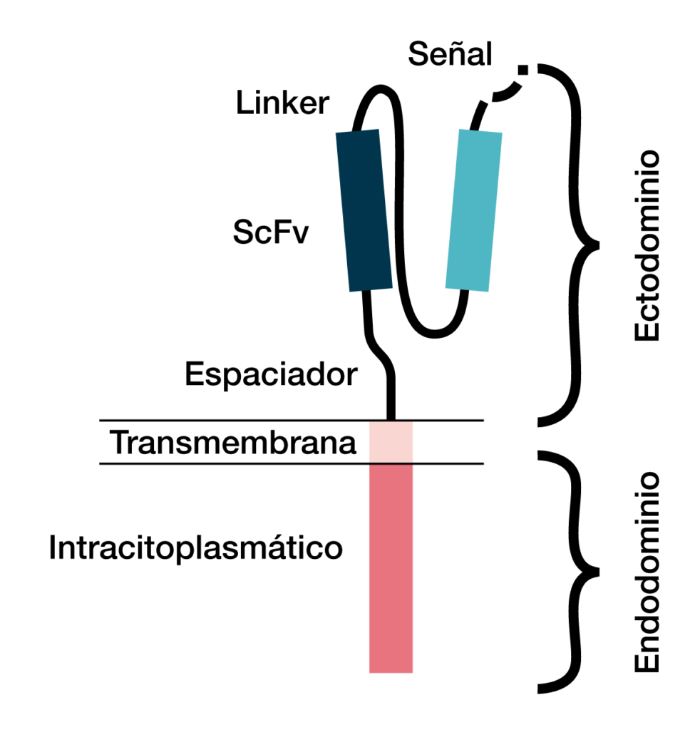 Figura 1. Estructura del receptor de antígeno quimérico (CAR) con sus tres dominios (ectodominio, dominio transmembrana y endodominio)