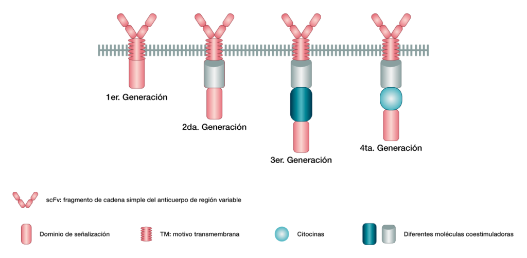 Figura 2. Diferentes generaciones de células CAR-T