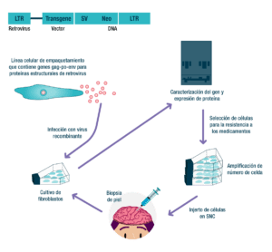 Terapia-génica-fg2