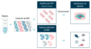 Implantación